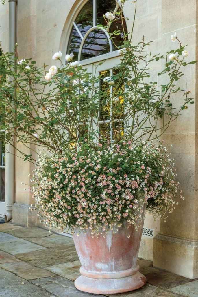 Vintage Terracotta Patio Flower Pot