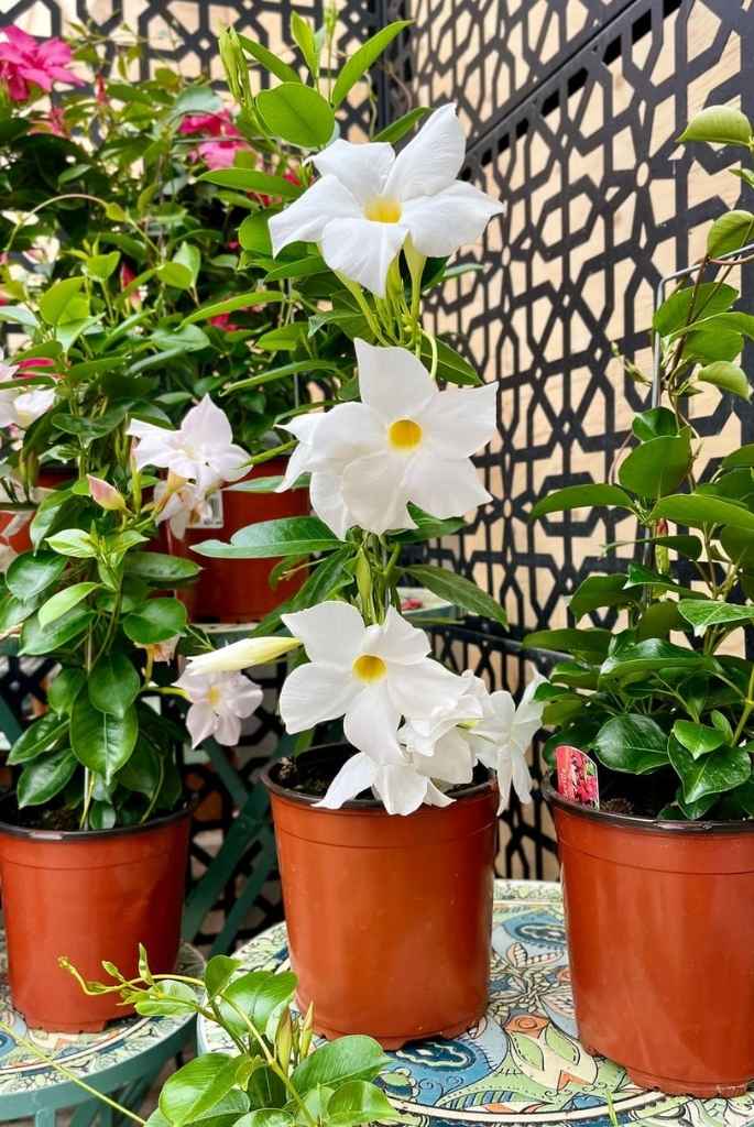 White Dipladenia Patio Pot