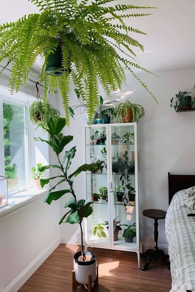 Bright Bedroom Plant Showcase