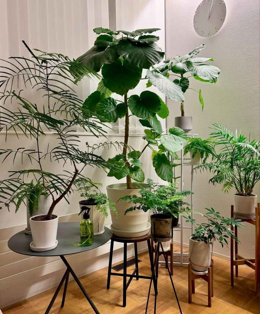 Corner Cluster Plant Display