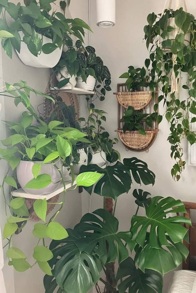 Hanging Jungle Corner Display
