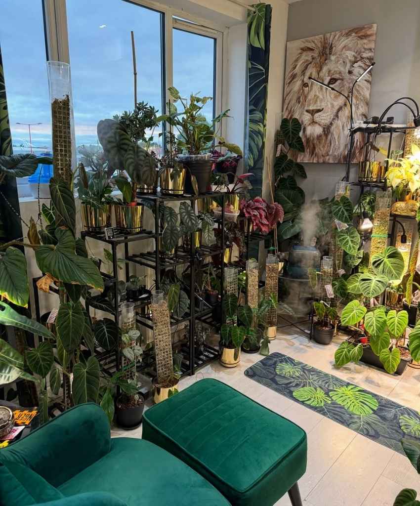 Jungle-Inspired Indoor Plant Haven