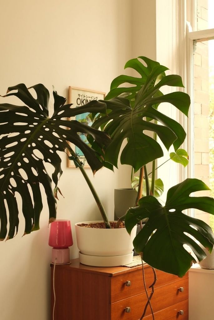 Monstera Corner Statement Display