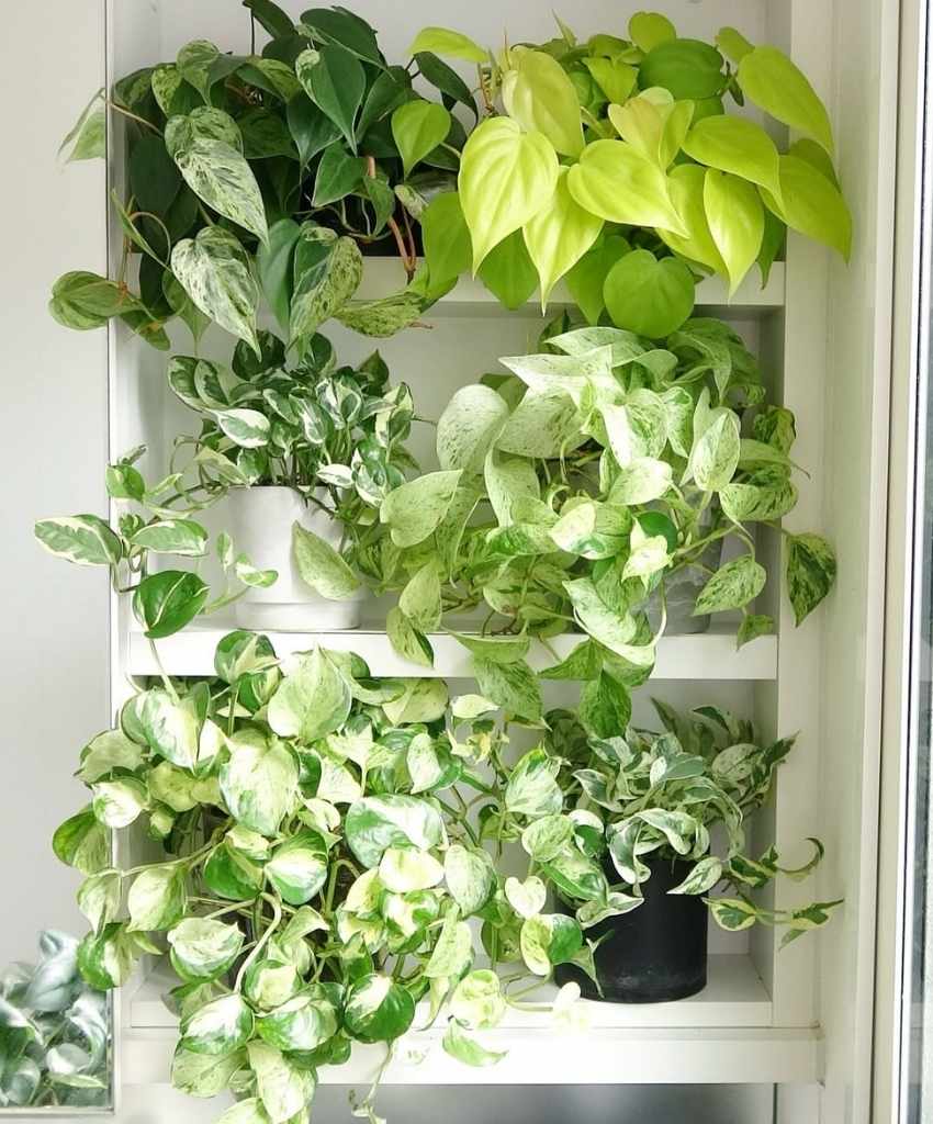 Shelf-Full of Variegated Vines
