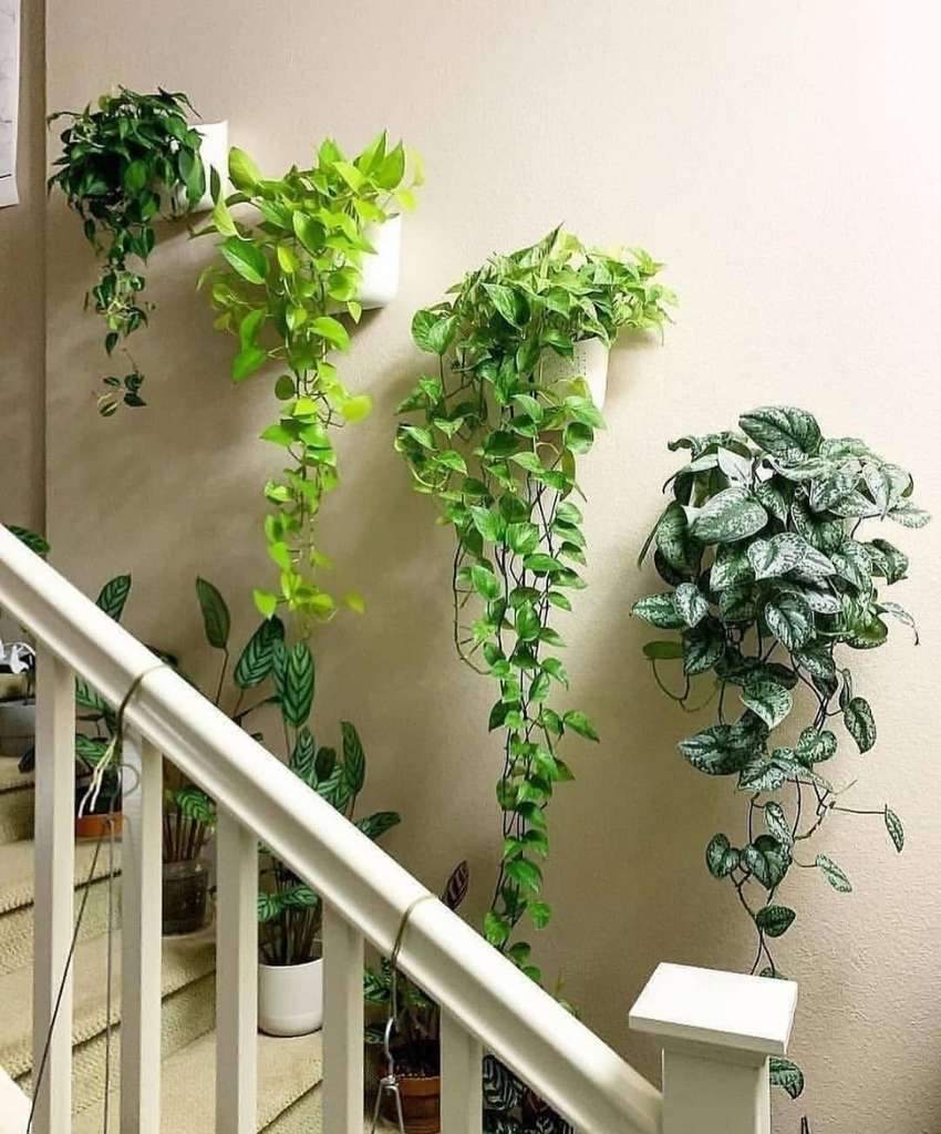 Staircase Wall Vine Gallery