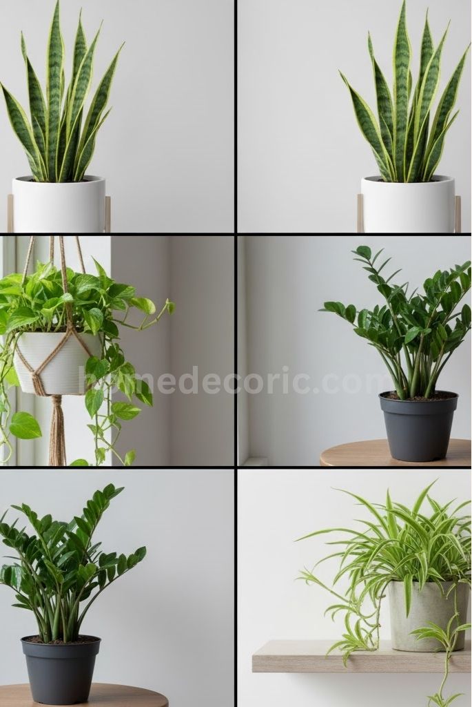 Best Indoor Plants