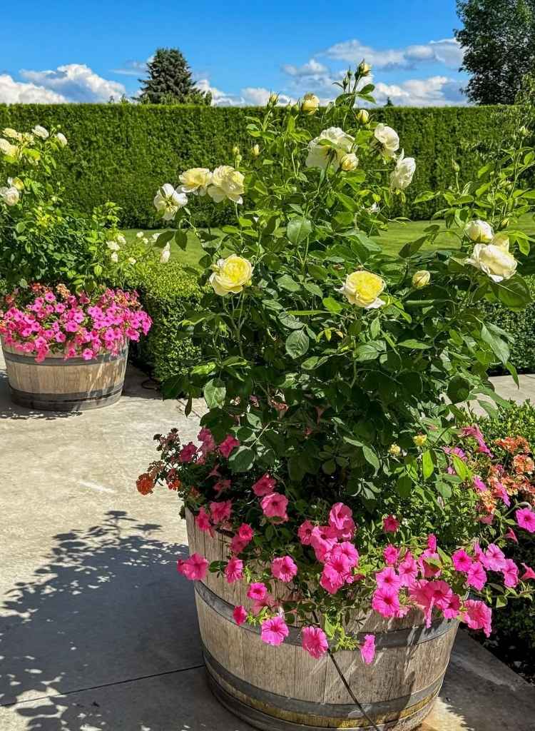 Barrel Planter With Roses