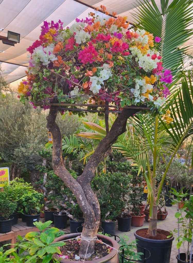 Flowering Tree in a Pot as a Living Centerpiece