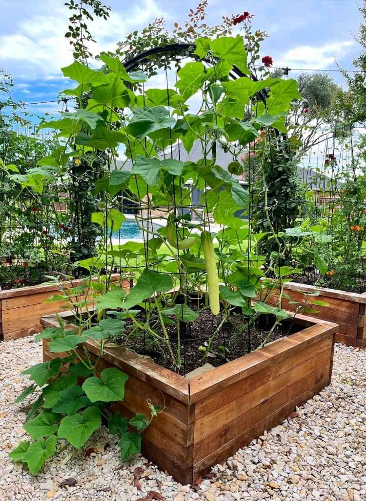 Raised Garden Bed with Climbing Plants